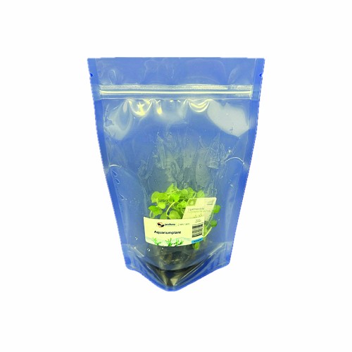 Lysimachia nummularia aurea in bag
